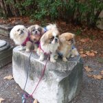 I cagnolini