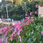 Fiori in balcone, vista su villa